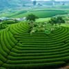 Khám phá Mộc Châu 2N1Đ