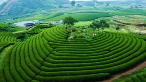 Khám phá Mộc Châu 2N1Đ